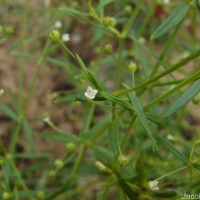 Oldenlandia herbacea (L.) Roxb.